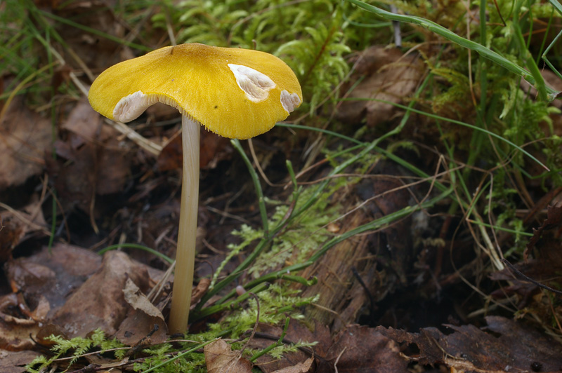 Pluteus leoninus